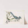 Smilax loevis Lauri folio non Serrato, baccis nigris, The Bay-leaved Smilax ; Pica cristata carulea, The crested Jay. by Mark Catesby