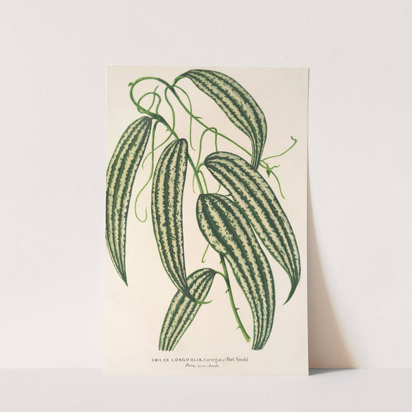 Smilax longifolia, fol. variegata by Charles Antoine Lemaire