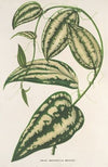 Smilax ornata