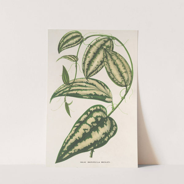 Smilax ornata by Charles Antoine Lemaire