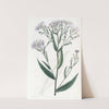 Smooth Aster (1815-1819) by Sydenham Edwards