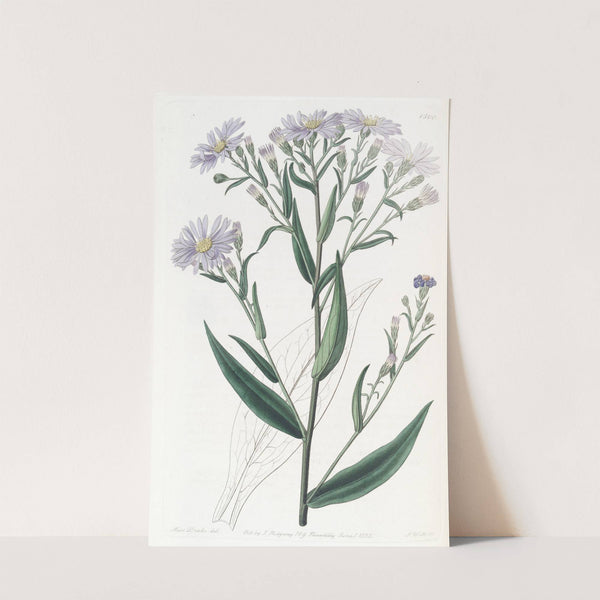Smooth Aster (1815-1819) by Sydenham Edwards