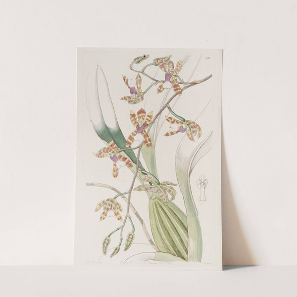Smooth-lipped Odontoglossum (1815-1819) by Sydenham Edwards