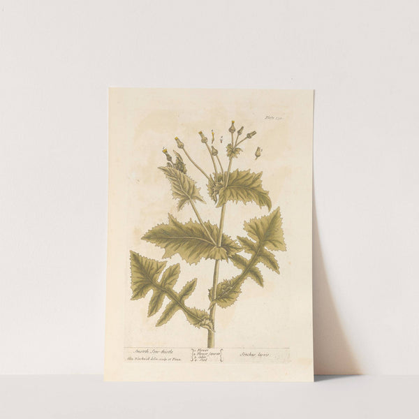 Smooth sow-thistle by Elizabeth Blackwell