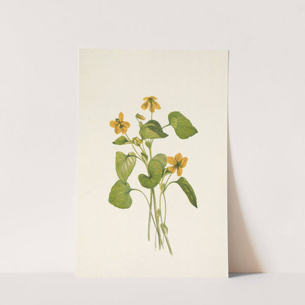 Smooth Yellow Violet. Viola eriocarpa (1925) by Mary Vaux Walcott