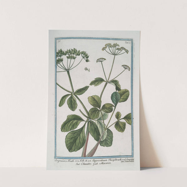 Smyrnium Math. - Hipposelinum Theophrasti, vel Smyrinium Dioscoridis - Olusatro - Maceron. (Alexanders, Black Lovage, Black Potherb Horse Parsley) by Giorgio Bonelli