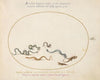 Snakes and a Lizard (1575-1590)
