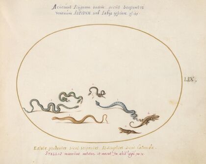 Snakes and a Lizard (1575-1590)