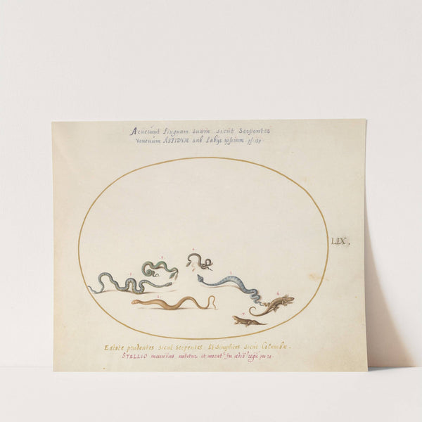 Snakes and a Lizard (1575-1590) by Joris Hoefnagel