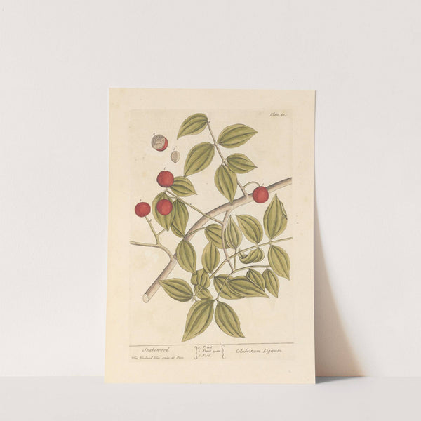 Snakewood by Elizabeth Blackwell