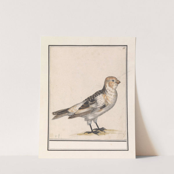 Sneeuwgors (Plectrophenax nivalis) (1596-1610) by Anselmus Boëtius de Boodt