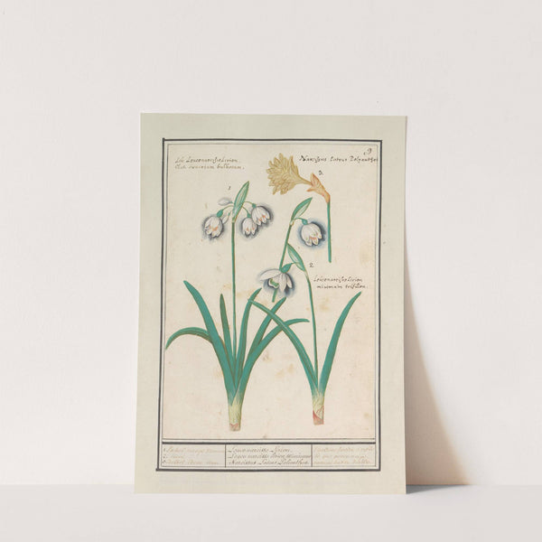 Sneeuwklokjes (Galanthus) en een narcis (Narcissus) (1596-1610) by Anselmus Boëtius de Boodt