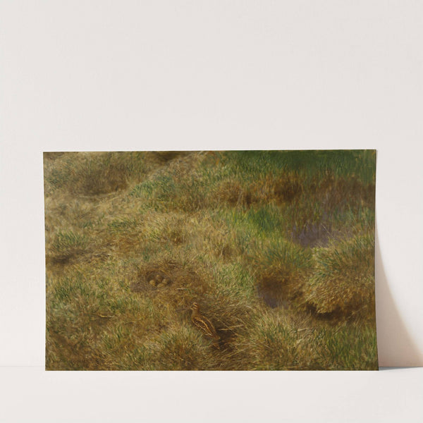 Snipe’s Nest (1902) by Bruno Liljefors