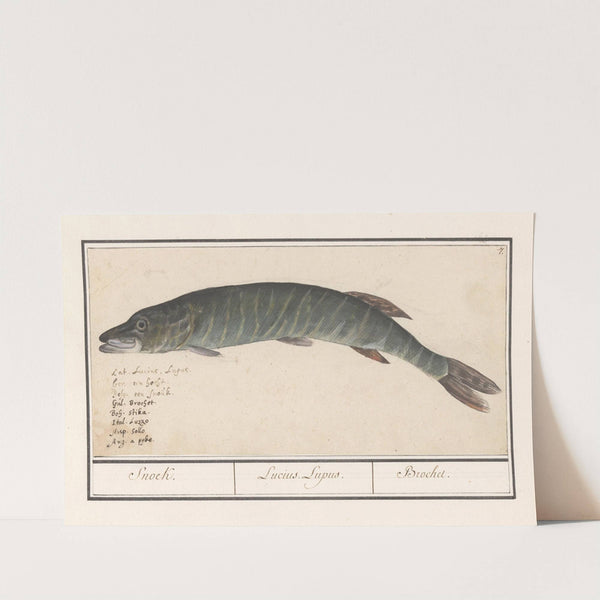Snoek (Esox lucius) Snoek. Lucius Lupus. Brochet. (1596-1610) by Anselmus Boëtius de Boodt