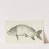 Snoek, met twee inkepingen op de rug (1775 - 1833) by Jean Bernard