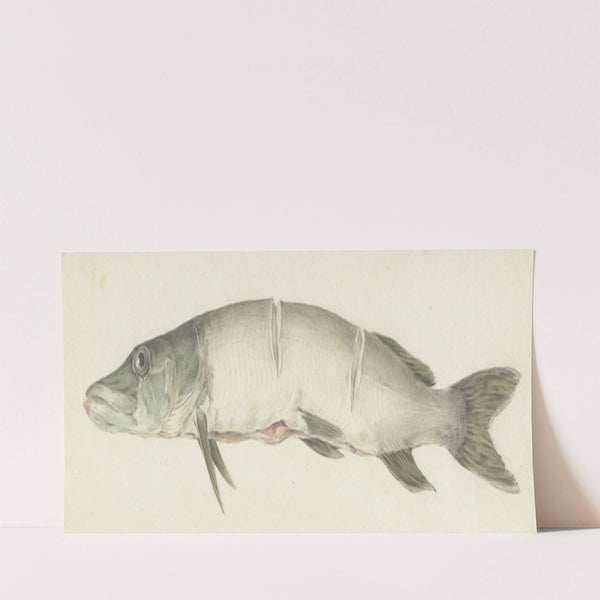 Snoek, met twee inkepingen op de rug (1775 - 1833) by Jean Bernard
