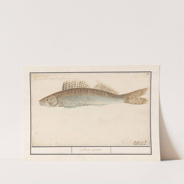 Snoekbaars (Sander lucioperca) Lucio perca (1596-1610) by Anselmus Boëtius de Boodt