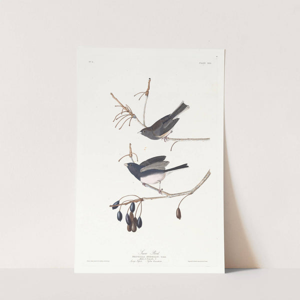 Snow bird by John James Audubon