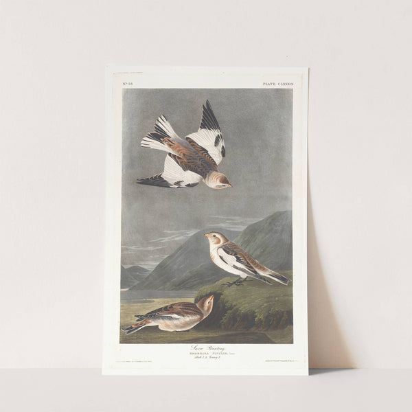 Snow bunting by John James Audubon