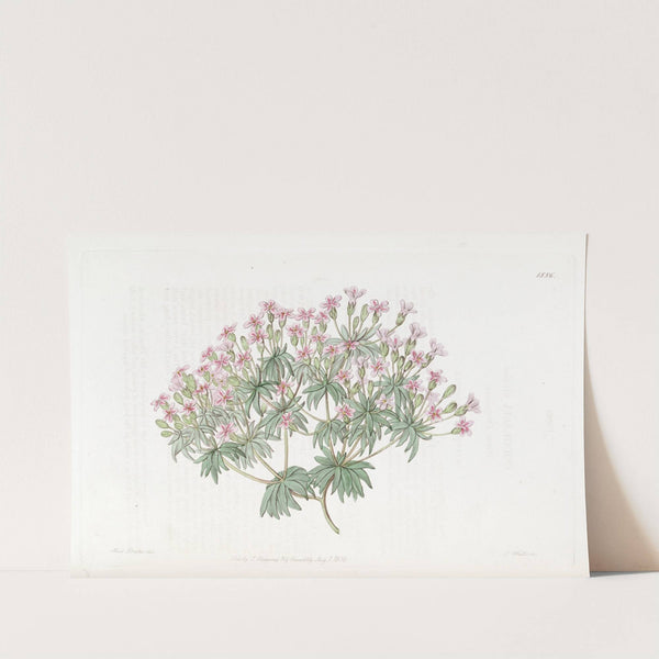 Snow Douglasia by Sydenham Edwards