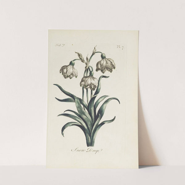 Snow Drop (1770) by Carington Bowles