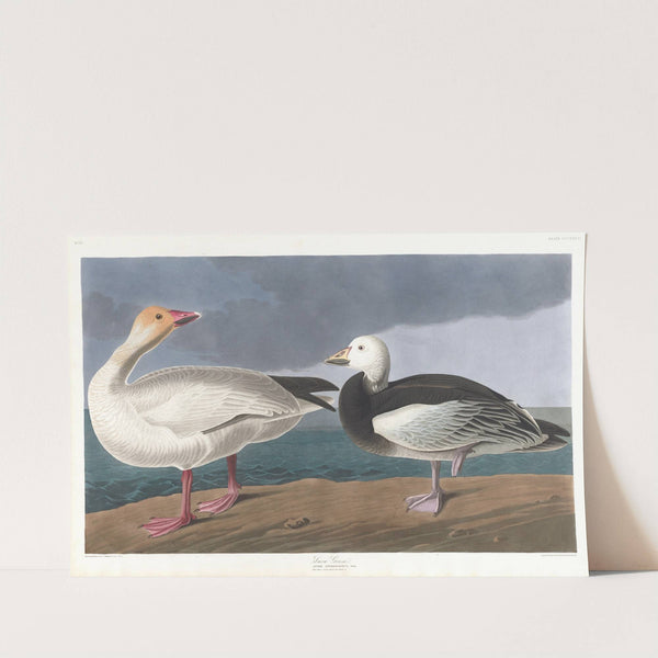 Snow geese by John James Audubon