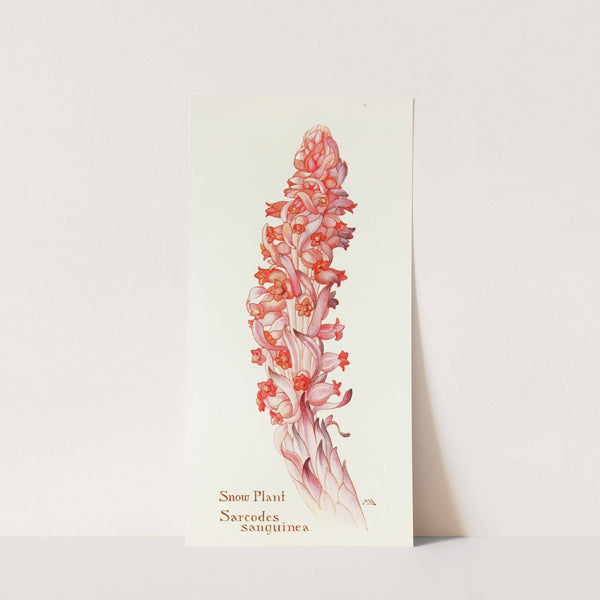 Snow-Plant by Margaret Armstrong