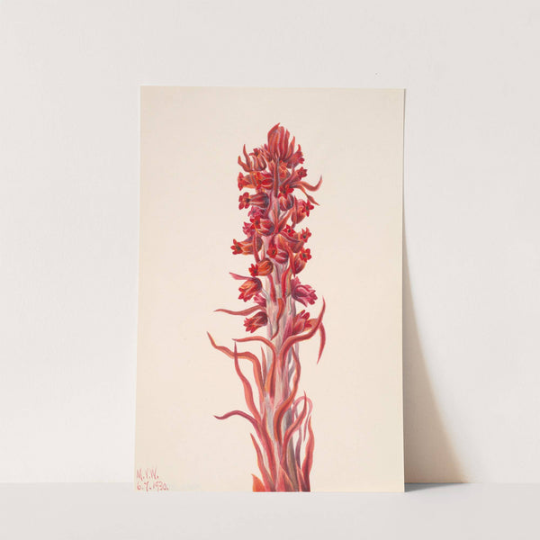 Snow Plant (Sarcodes sanguinea) (1930) by Mary Vaux Walcott