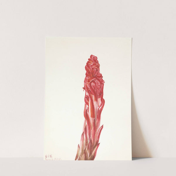 Snow Plant (Sarcodes sanguinea) (1933) by Mary Vaux Walcott
