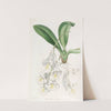 Snow-white Burlingtonia by Sydenham Edwards