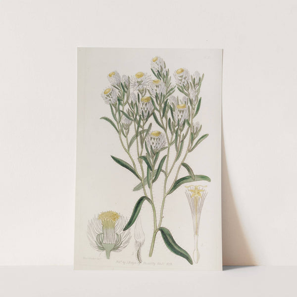 Snow-white Morna by Sydenham Edwards