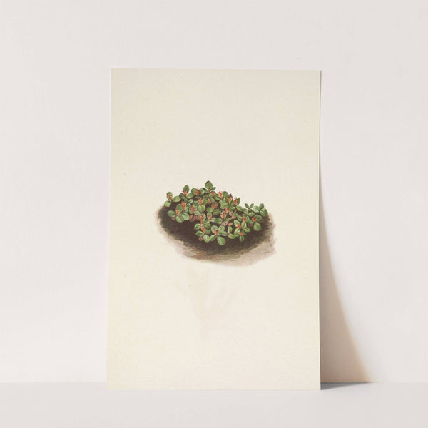 Snow Willow. Salix nivalis (1925) by Mary Vaux Walcott