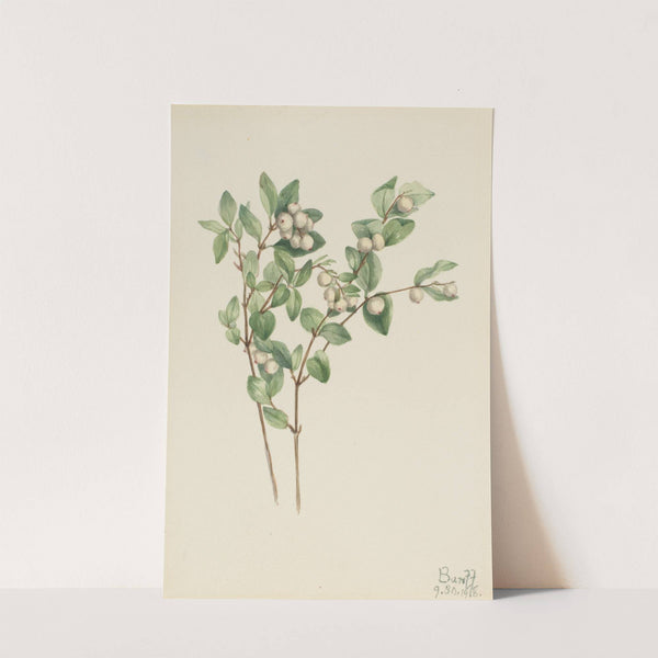 Snowberry (Symphoricarpos albus) (1918) by Mary Vaux Walcott