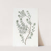 Snowy Epacris by Sydenham Edwards