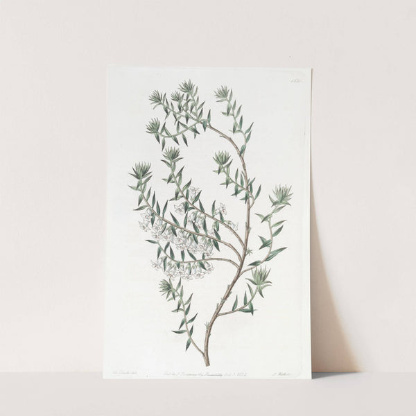 Snowy Epacris by Sydenham Edwards