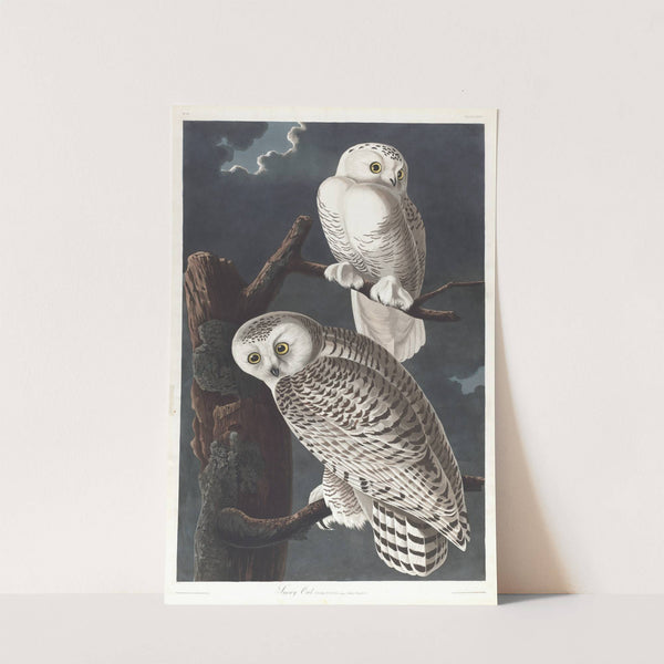 Snowy owl by John James Audubon