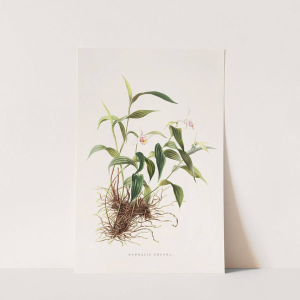 Sobralia Decora (1837-1843) by James Bateman