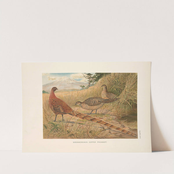 Soemmering’s Copper Pheasant (Syrmaticus soemmerringi soemmerringi). (1918-1922) by Edwin Megargee