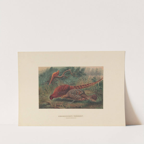 Soemmering’s Pheasant by Joseph Wolf
