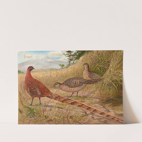 Soemmerring's Copper Pheasant by Edwin Megargee