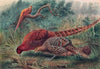 Soemmerring’s Pheasant