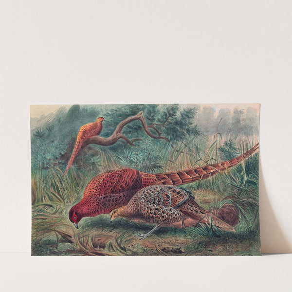 Soemmerring's Pheasant by Joseph Wolf