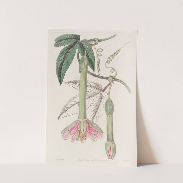Soft-leaved Tacsonia by Sydenham Edwards