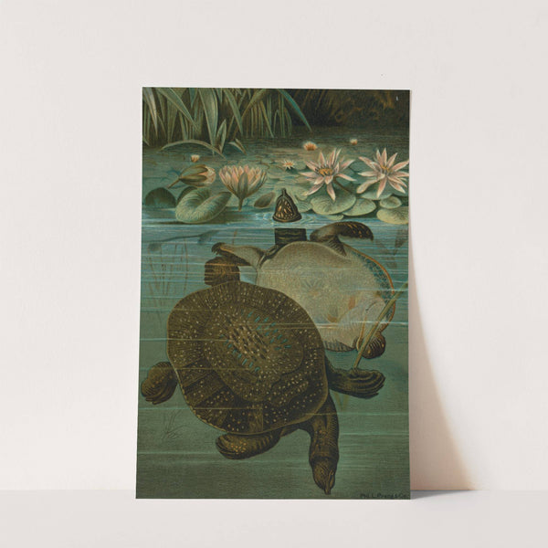 Soft Turtles. by John George Wood