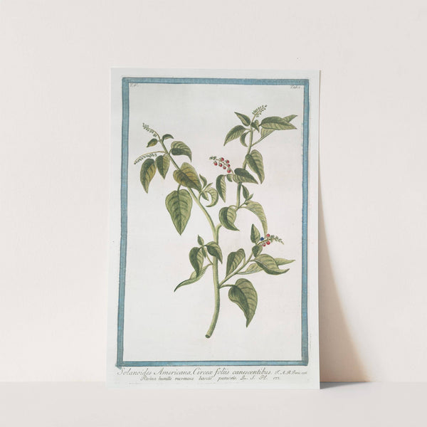 Solanoides Americana, Circeæ foliis canescentibus - Rivina humilis racemosa baccis puniceil. (rouge plant; pigeon berry; blood berry; baby pepper) by Giorgio Bonelli