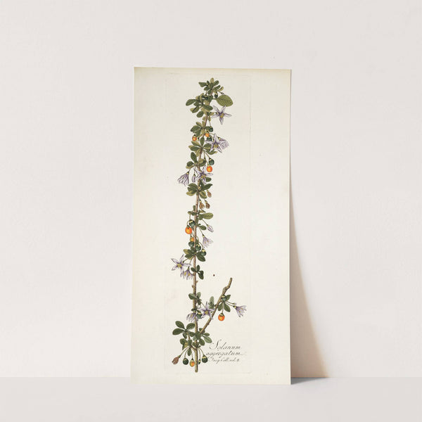 Solanum aggregatum by Nikolaus Joseph Freiherr von Jacquin