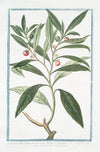 Solanum Americanum, arborescens. Amuggdali folio, plano, atroviridi flore alba minore, fructu rubre Cerasi instar. (Nightshade)