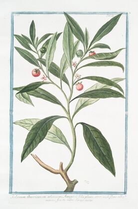Solanum Americanum, arborescens. Amuggdali folio, plano, atroviridi flore alba minore, fructu rubre Cerasi instar. (Nightshade)