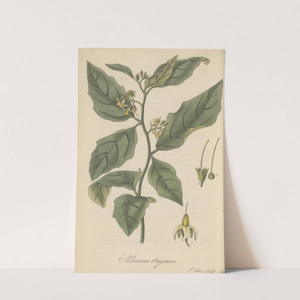 Solanum Anguivi by William Jackson Hooker