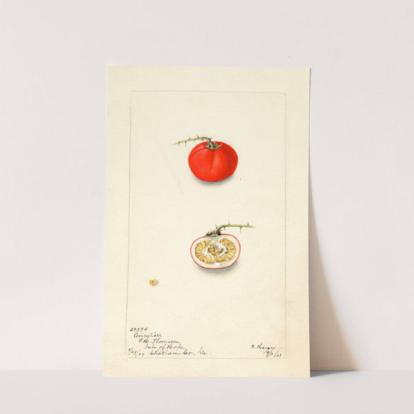 Solanum aviculare by Bertha Heiges